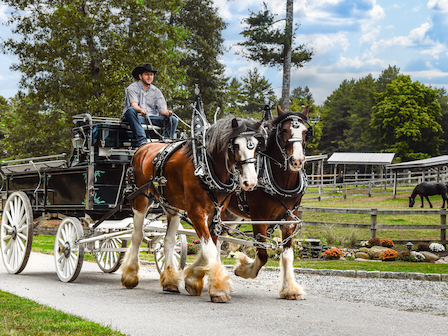 Elegant horse-drawn buggy ride showcasing The Preserve Resort & Spa's beautiful equestrian stables.