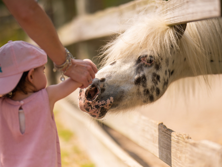 A child lovingly pets a spotted pony during The Preserve Resort & Spa's engaging Meet-the-Pony experience.